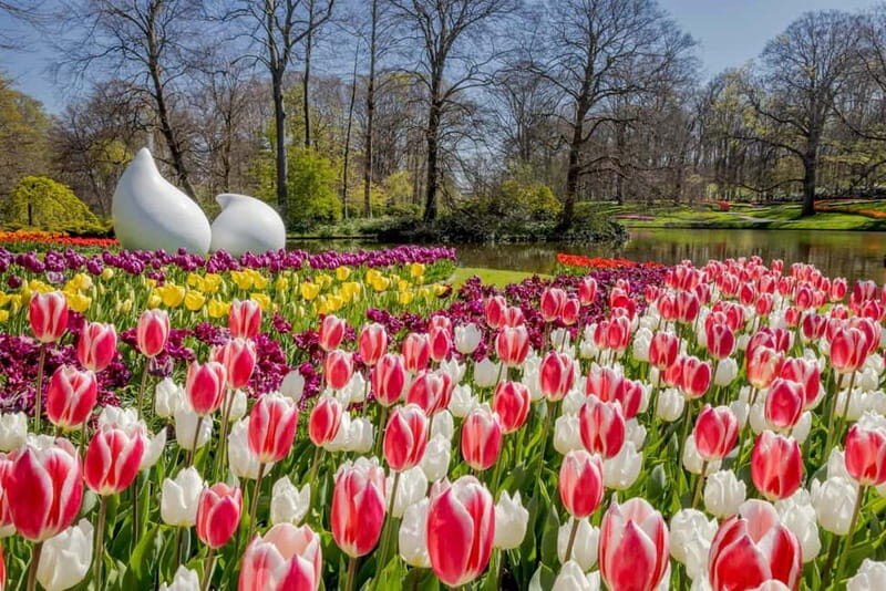 Amsterdam: Tulip Farm Visit, Keukenhof, and Windmill Cruise - The Value of This Tour