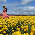 Amsterdam: Tulip Fields Day Tour with Lunch and a Windmill Visit - The Value of This Experience