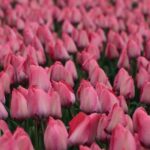 Amsterdam TulipFields of Holland Tour - Authentic Experiences That Shine