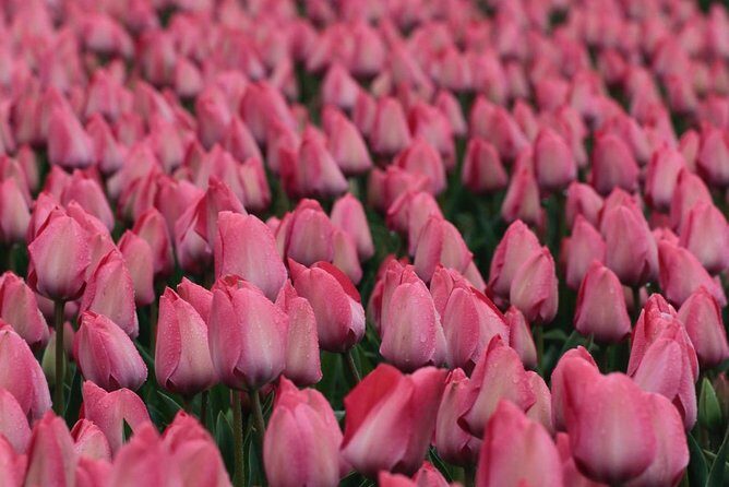 Amsterdam TulipFields of Holland Tour - Authentic Experiences That Shine