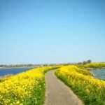 Amsterdam's Countryside Half-Day Bike Tour in Small Group - Who Would Love This Tour?