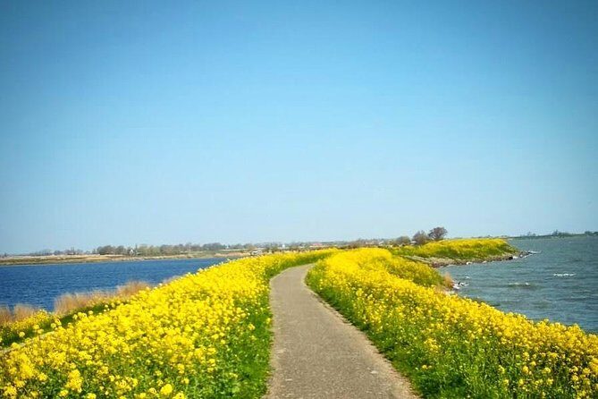 Amsterdam's Countryside Half-Day Bike Tour in Small Group - Who Would Love This Tour?