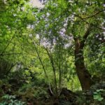 An adventure through the Forest and Palace of Bussaco - Coim - Authentic Experiences and Feedback