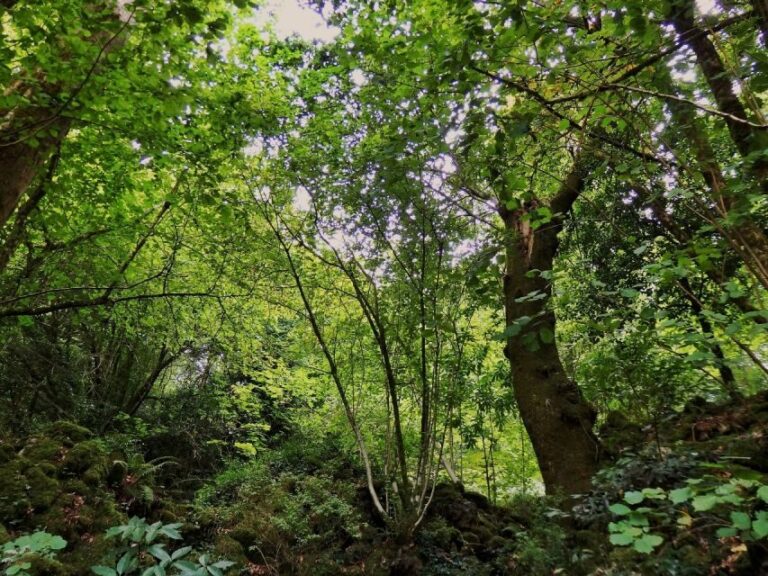 An adventure through the Forest and Palace of Bussaco - Coim - Authentic Experiences and Feedback