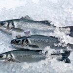 An Unforgettable Day With Fish, Wine and Olive Oil Tasting - The Itinerary in Detail