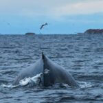 Andenes: Whale Watching/Puffin RIB Boat Tour from Bleik - The Value of the Experience