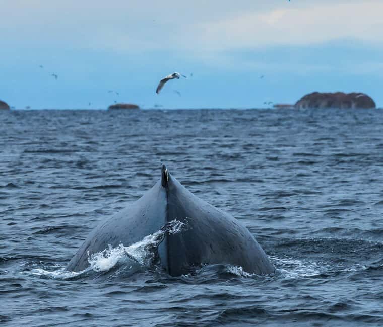 Andenes: Whale Watching/Puffin RIB Boat Tour from Bleik - The Value of the Experience