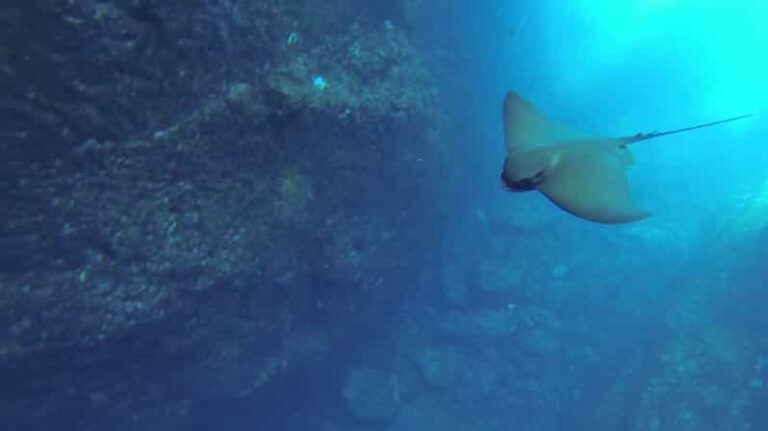 Angra do Heroísmo: Snorkeling Tour by boat - Who Is This Tour Best For?