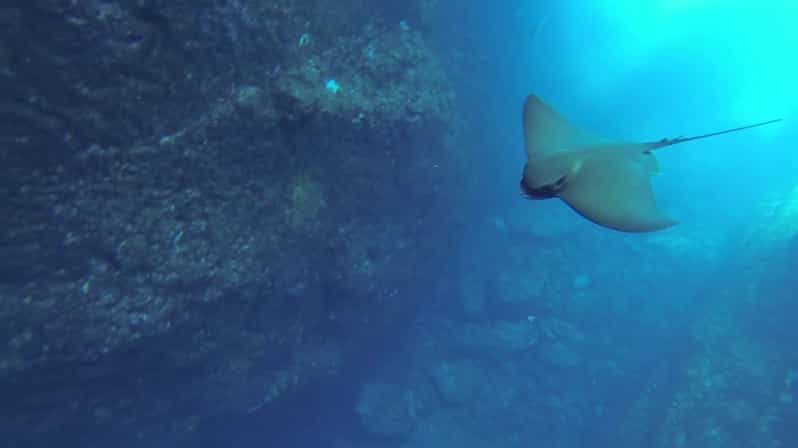 Angra do Heroísmo: Snorkeling Tour by boat - Who Is This Tour Best For?