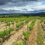 Aniane: Château Capion Wine Tasting Experience - The Location and Setting