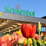 Antwerp: Full-day Holland Guided Keukenhof & Kinderdijk Tour - Is It Worth It? Analyzing the Value