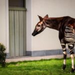 Antwerp: ZOO Entry Ticket - The Sum Up: Who Should Visit Antwerp ZOO?