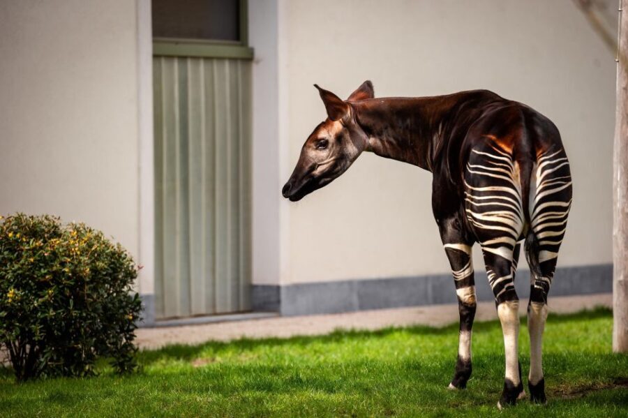 Antwerp: ZOO Entry Ticket - The Sum Up: Who Should Visit Antwerp ZOO?