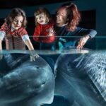 Aquarium of Cattolica Entry Ticket - A Detailed Look at the Aquarium of Cattolica