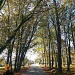 Archaeological Circuit of Fiais/Azenha and Cova da Moira - Cova da Moira and Its Significance