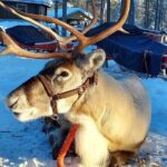 Arctic Animals Adventure with Lunch Buffet - Why This Tour Offers Great Value