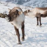 Arctic Fjords Road Trip - An In-Depth Look at the Arctic Fjords Road Trip