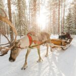 Arctic Huskies and Reindeers Fun in Rovaniemi - What’s Included & What’s Not