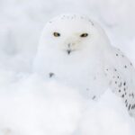 Arctic Polar Bear Adventure Afternoon Trip - Who Should Consider This Tour?