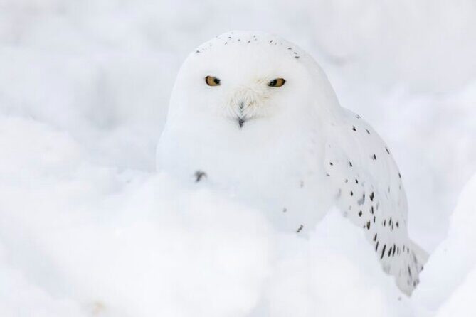 Arctic Polar Bear Adventure Afternoon Trip - Who Should Consider This Tour?