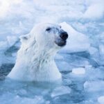 Arctic Polar Bear Adventure with Lunch in Rovaniemi! - Who Would Love This Tour?
