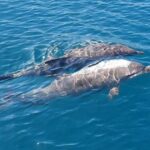 Argostoli: Full-Day Boat Trip with Lunch & Unlimited Drinks - What’s Included and What to Consider