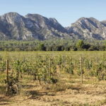 Arles, Saint-Rémy & Les Baux De Provence -7 hours - What Makes This Tour Stand Out