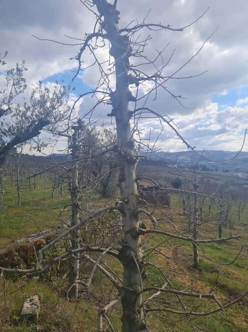 Armamar: Apple Orchard Tour with Lunch and Tastings - Practical Details and How to Get the Most Out of It