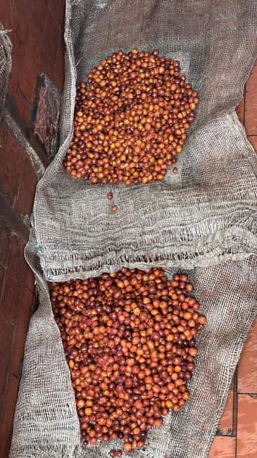 Armenia, Quindío: Traditional coffee farm tour with roasting and transportation - Final Thoughts