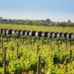 Arrábida-Palmela wine tasting, c/pick up hotel Private Tour - Who Would Enjoy This Tour?