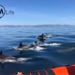 Arrábida - Sesimbra: Dolphin Watching - Practical Details and Value for Money