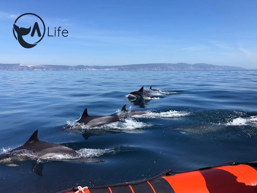 Arrábida - Sesimbra: Dolphin Watching - Practical Details and Value for Money