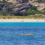 Asinara by Boat: Half-Day Morning Tour among crystal clear waters - The Itinerary: What You Can Expect