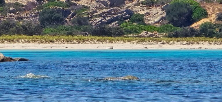 Asinara by Boat: Half-Day Morning Tour among crystal clear waters - The Itinerary: What You Can Expect