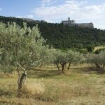 Assisi: Bosco di San Francesco Entry Ticket - Exploring the Bosco di San Francesco: An In-Depth Look