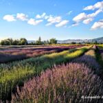 Assisi Rental Vespa '150cc - full day - The Sum Up