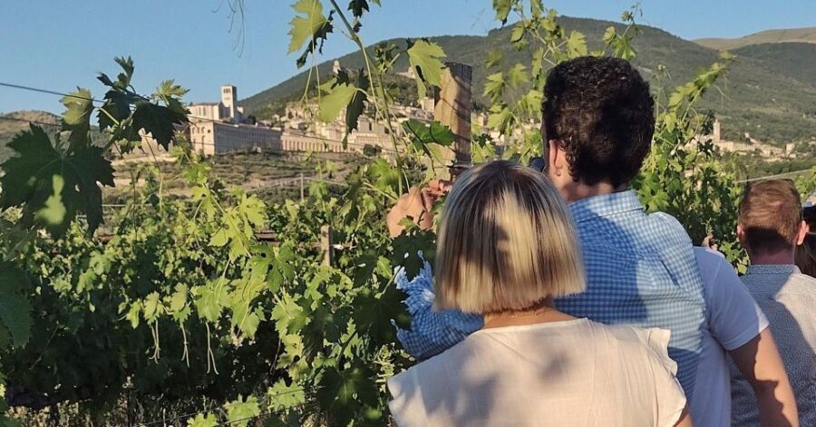 Assisi: Wine tasting, gourmet pairing, walk in the vineyards - An in-depth look at the Assisi wine tasting experience