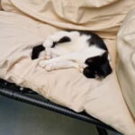 Athens: Cat Cafe Visit with Drink and Sweet - Who Will Love This Experience?