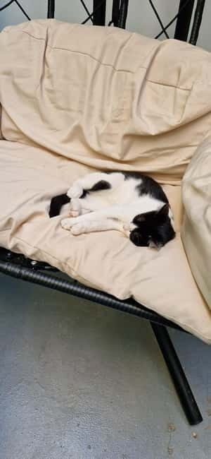 Athens: Cat Cafe Visit with Drink and Sweet - Who Will Love This Experience?