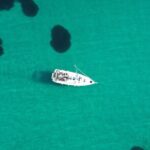 Athens Private Morning Sailing Cruise with Greek Gastronomy - Pricing and Value Analysis