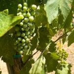 Athens to Nemea Wine Experience Tour - Starting Point and Logistics