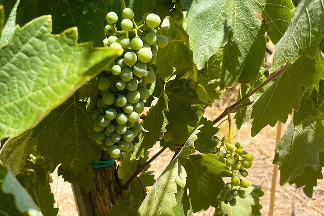 Athens to Nemea Wine Experience Tour - Starting Point and Logistics