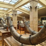 Audio Guide for Museum Paleontology and Historical Geology - A Deep Dive into the Museum Experience