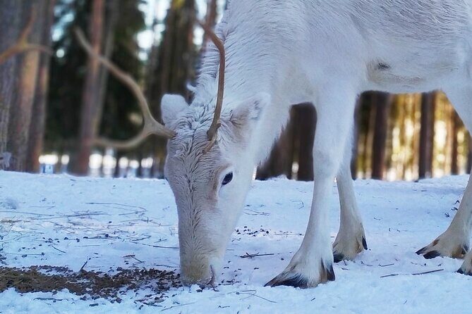 Authentic Reindeer Farm Experience in Rovaniemi - Who Will Love This Tour?