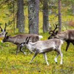 Auttiköngäs Nature Trail - The Experience You Can Expect