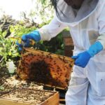 Azores Beekeeping Tour and Honey Taste - The Itinerary Breakdown