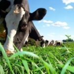 Azores: Day at the Farm with Traditional Lunch - A Closer Look at the Azores: Day at the Farm with Traditional Lunch