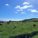 Azores: Half-Day Dairy Farm Tour - Why This Tour is a Great Choice