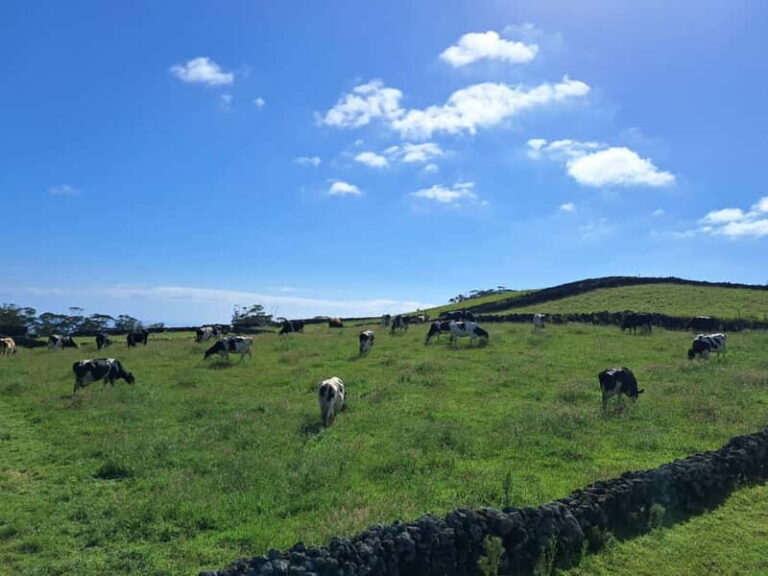 Azores: Half-Day Dairy Farm Tour - Why This Tour is a Great Choice