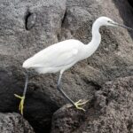 Azores Marine Birdwatching Expedition w/ Biologist Guide - Potential Considerations